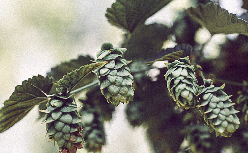 Qu’est ce que le houblon ?