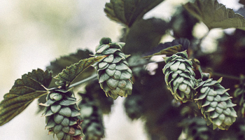 Qu’est ce que le houblon ? 